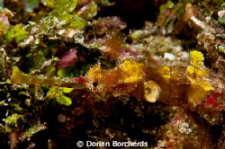 Winged Pipe Fish. These guys are soo hard to see! by Dorian Borcherds 